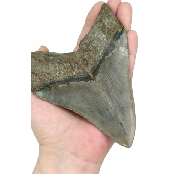 Prehistoric Otodus Megalodon Fossilized Shark Tooth Massive Top Quality Specimen - Picture 4 of 9